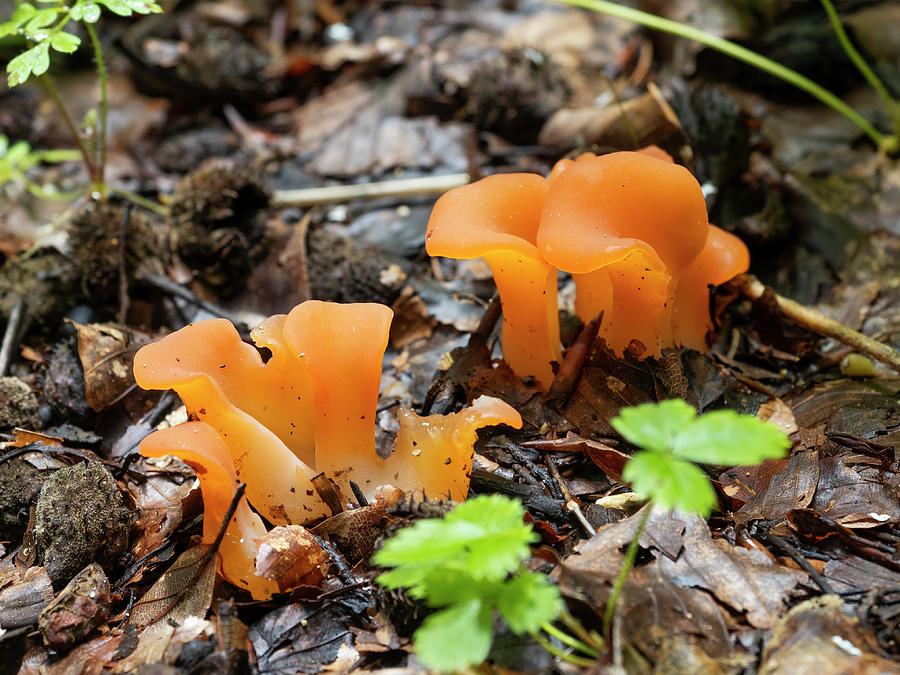 Apricot Jelly Mushroom Growing On Forest Floor, Germany Photograph by ...