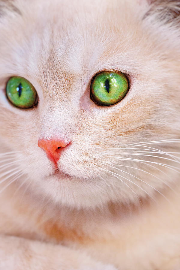 Apricot Purrfection Photograph by Iryna Goodall