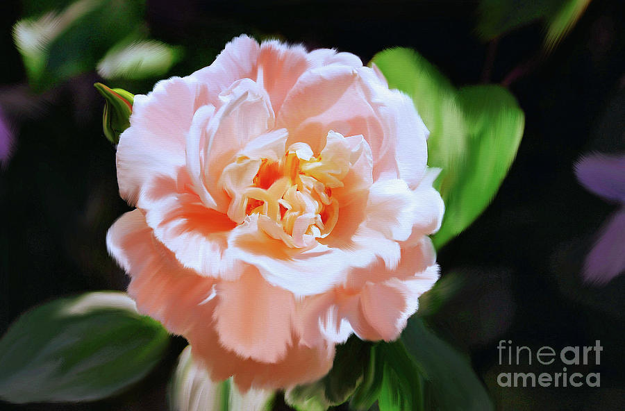 Apricot Rose by Elaine Manley Apricot Rose by Elaine Manley