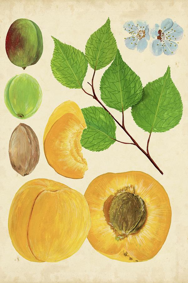Fruit Painting - Apricot Study II by Melissa Wang