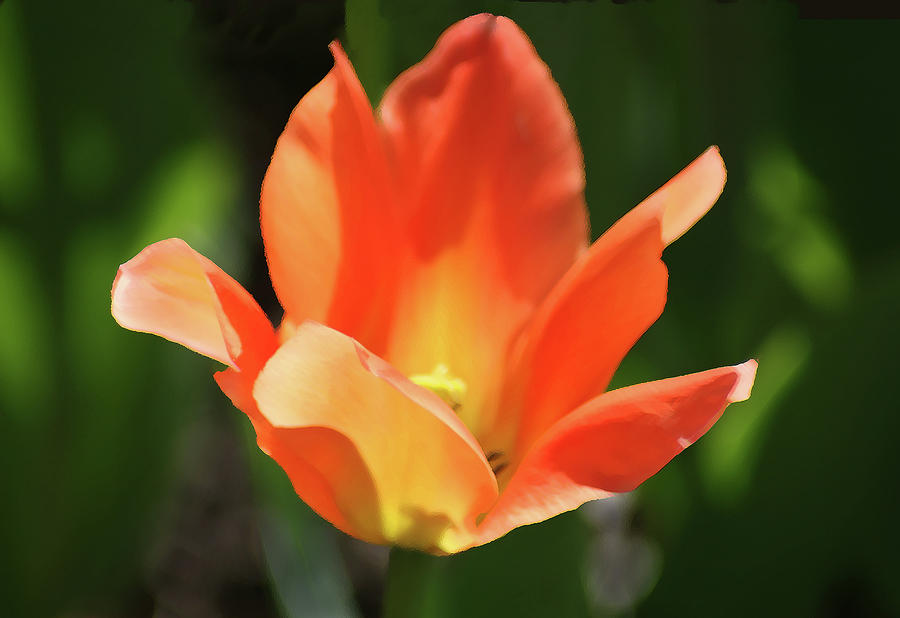 Apricot Tulip Photograph by Steve Karol