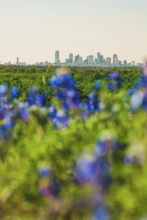 April in Dallas Photograph by Peter Hull
