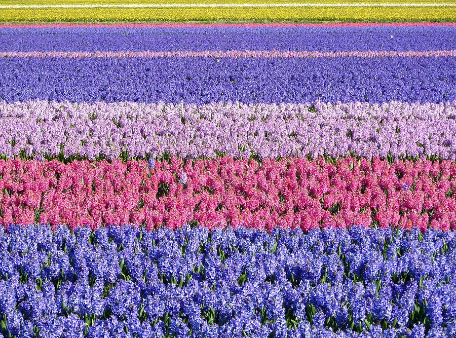 April In The Netherlands Photograph by Frans Sellies