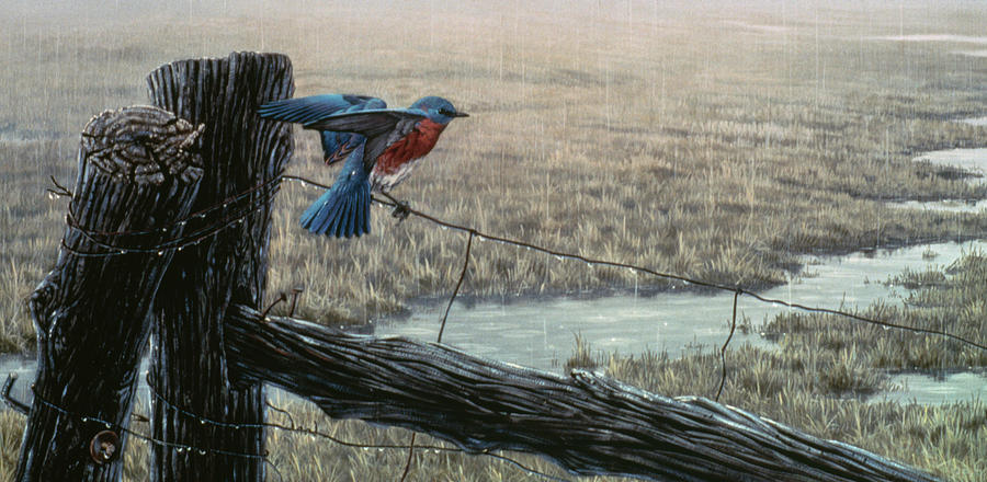 Bird Painting - April Showers - Eastern Bluebird by Wilhelm Goebel