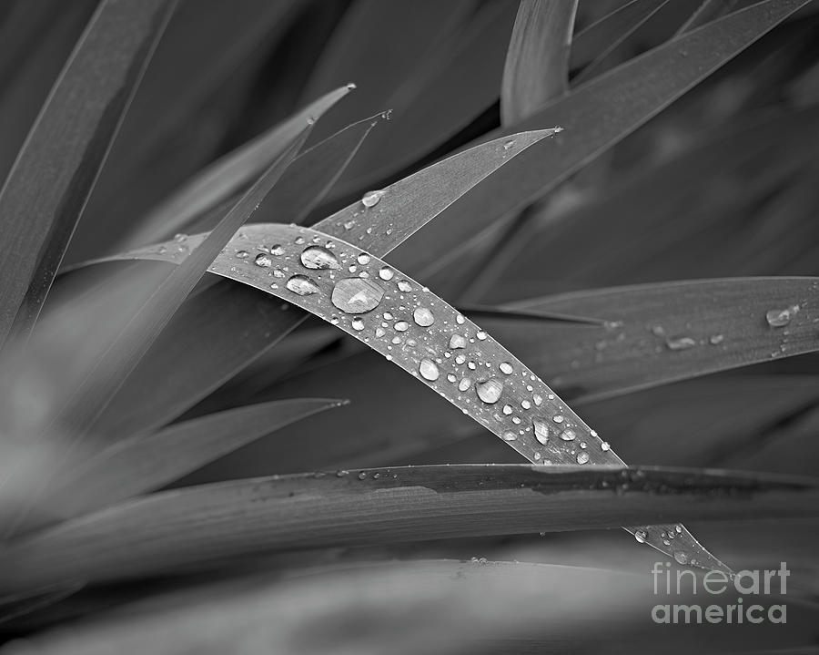 April Showers by Patrick M Lynch April Showers by Patrick M Lynch