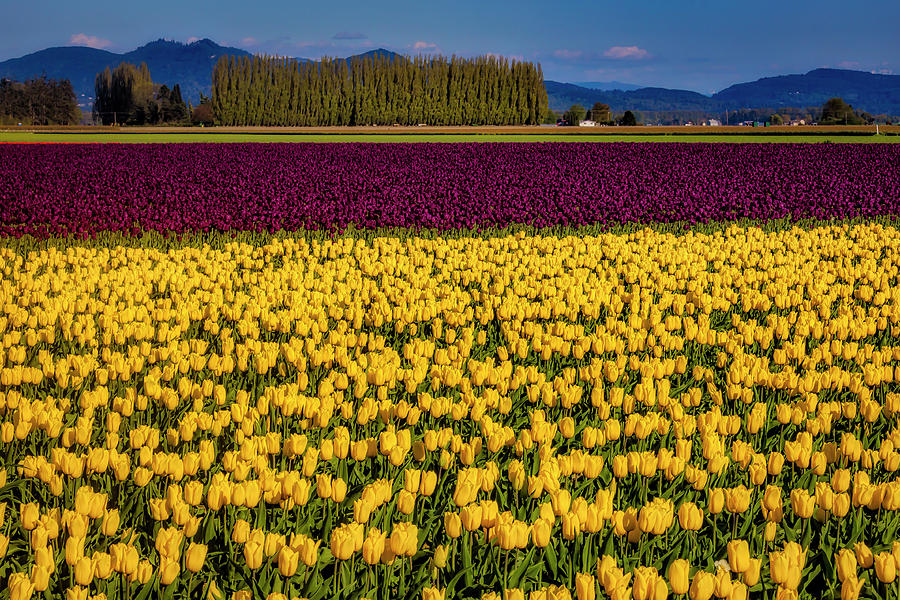 April Tulip Fields Photograph by Garry Gay