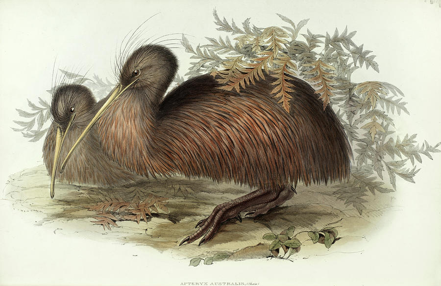John Gould Painting - Apteryx Australis by John Gould