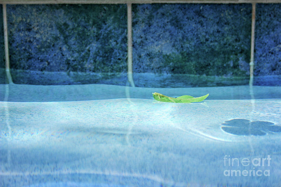 Aqua Agua and Leaf Photograph by Karen Adams