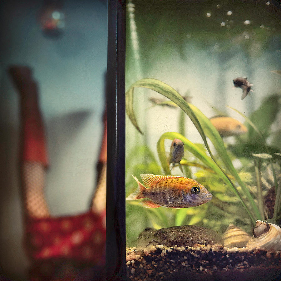 Fish Photograph - Aquachill by Ambra