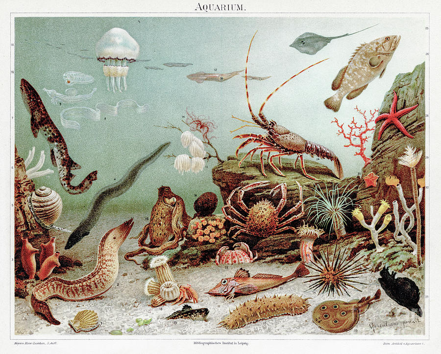 Aquarium Chromolithograph 1895 by Thepalmer