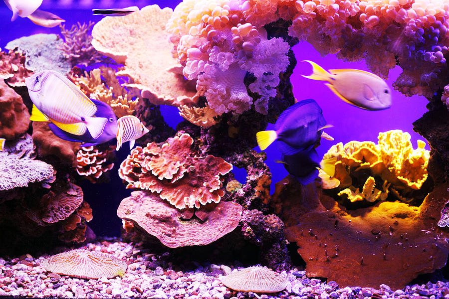 Aquarium Fish Photograph by Skynesher
