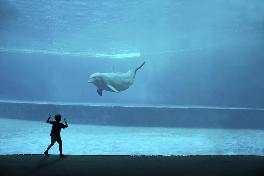 Aquarium Photograph by Giorgio Toniolo