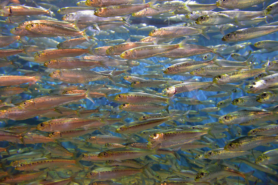 Fish Photograph - Aquarium,danita Delimont,fish,jaynes by Jaynes Gallery