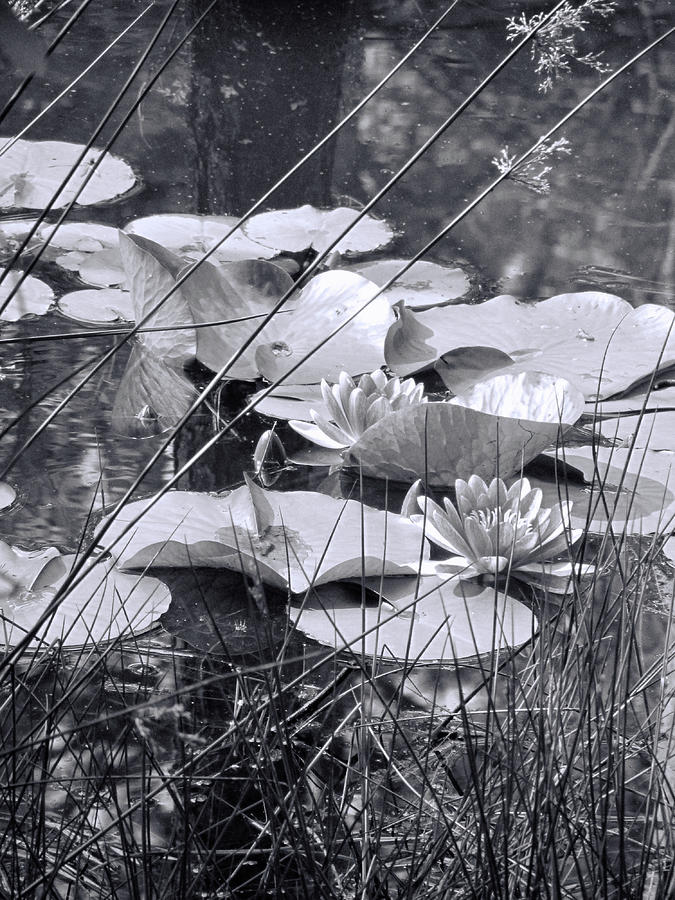 Aquatic Beauty in Black and White Photograph by Kathy Clark