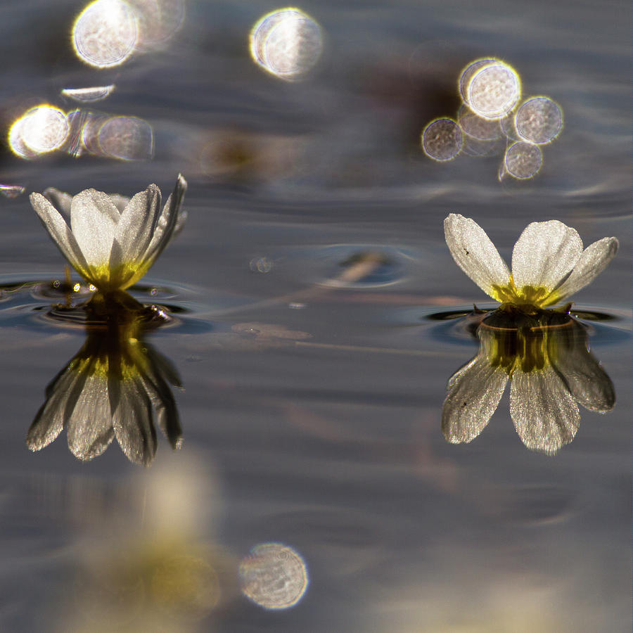 Spring Digital Art - Aquatic Flowers by Ugo Mellone