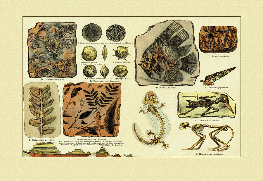 Aquatic Fossils Painting by Gotthilf Heinrich von Schubert - Fine Art ...