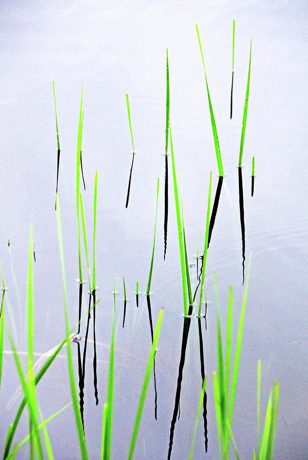 Aquatic Reeds Abstract Photograph by Debbie Oppermann