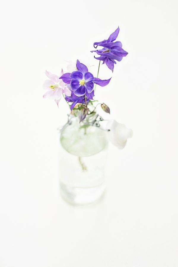 Aquilegia Flowers In Glass Bottle Photograph by Alexandra Panella