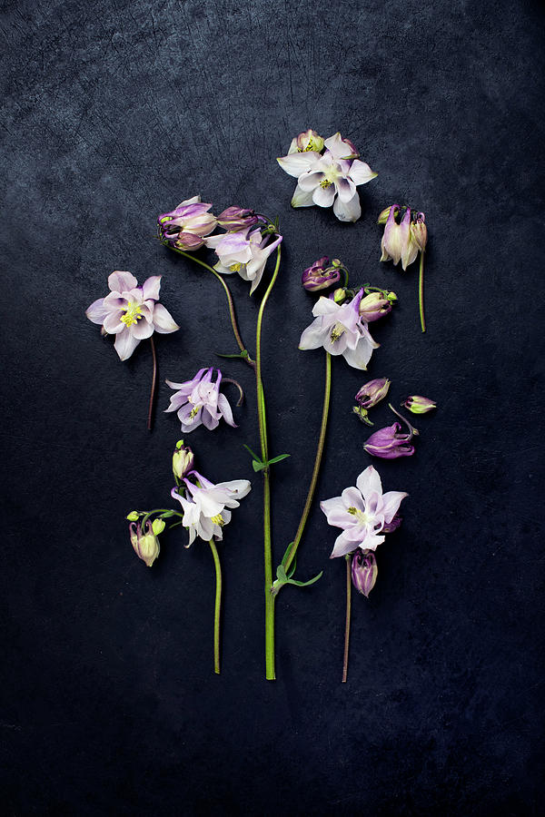 Aquilegia Flowers On Dark Surface Photograph by Sabine Lscher
