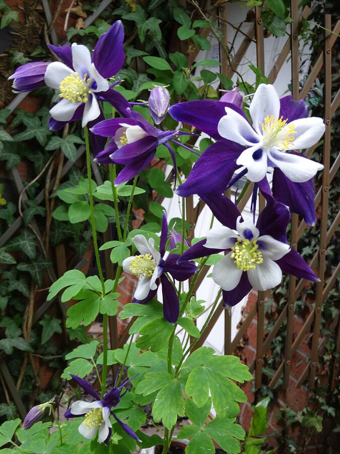Aquilegia by June Walker Aquilegia by June Walker
