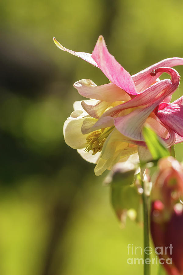 Aquilegia Pink Flower On A Green Background Close-up Macro Image Vertical Photograph