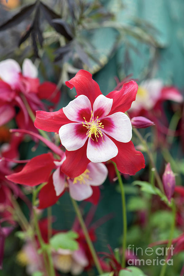 Aquilegia Swan Red and White Flower Photograph by Tim Gainey