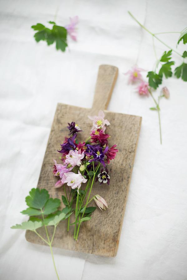 Aquilegias Of Different Colours On Small Wooden Board Photograph by Sabine Lscher