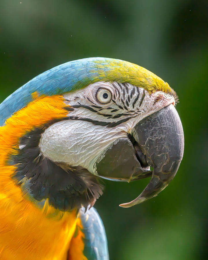 Macaw Photograph - Ara Ararauna, Brazilian Macaw by Ugur Erkmen