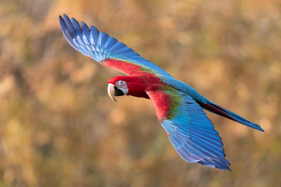 Macaw Photograph - Ara Chloroptera by Paolo Bolla