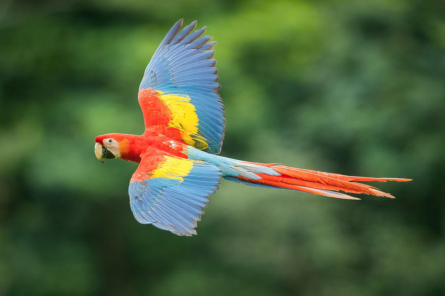Ara Photograph - Ara Macao, Scarlet Macaw by Petr Simon