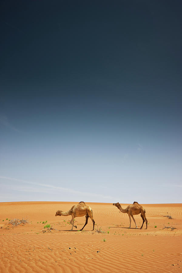 Arabia Oman Camels In Wahiba Sands Photograph by Mlenny