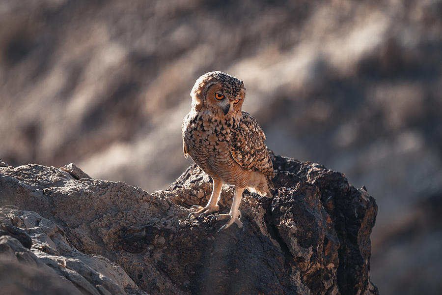 Arabian Eagle Owl Photograph by Onur Guney