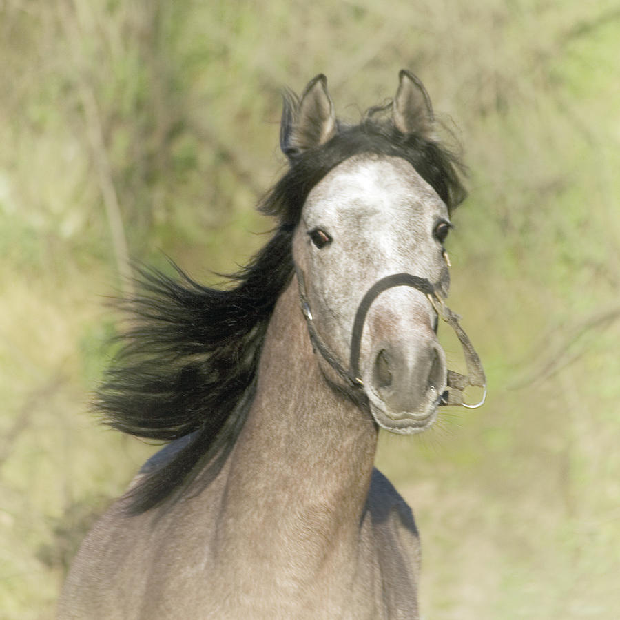 Arabian Horse Cantering Photograph by Christiana Stawski