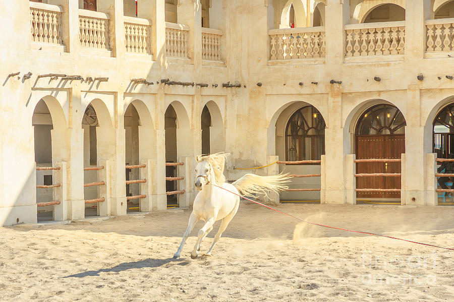 Arabian horse Doha Photograph by Benny Marty