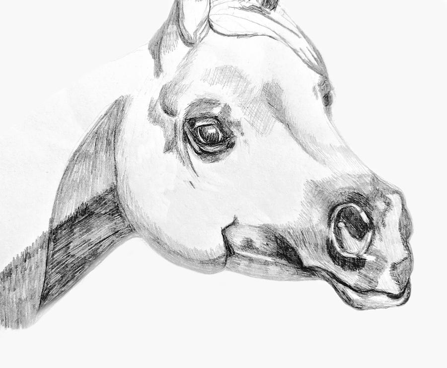 Arabian Horse Drawing by Equus Artisan