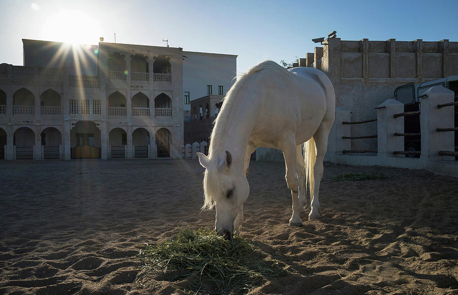 Arabian Horse Of The Doha Mounted Police, Downtown Doha, Qatar Digital