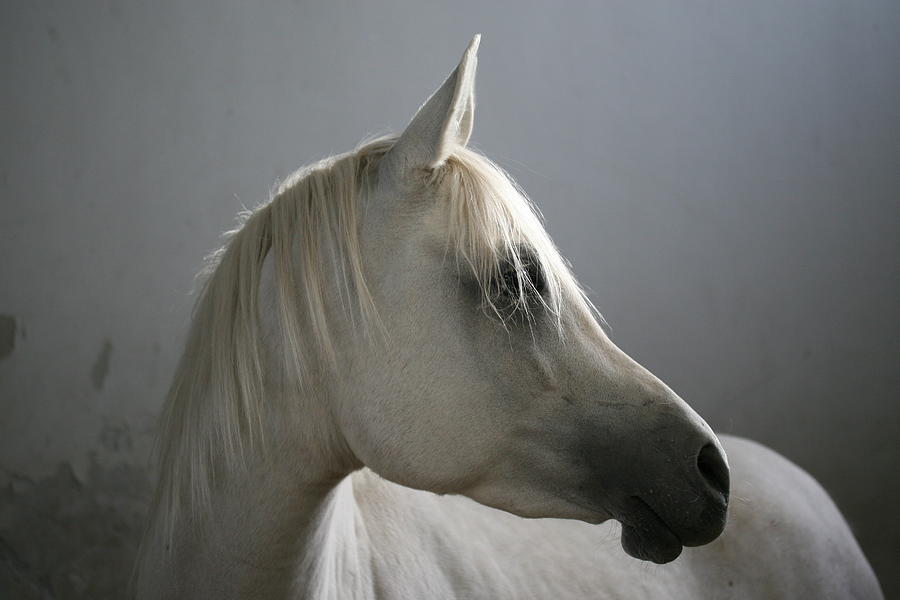 Arabian Horse Photograph by Photo By Eman Jamal