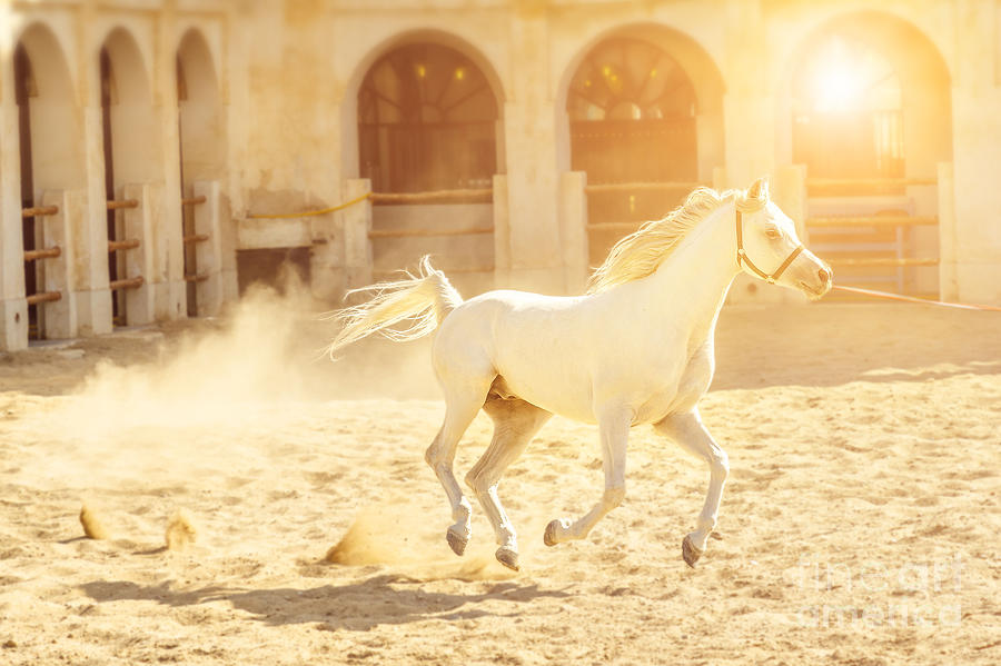 Arabian horse running Photograph by Benny Marty