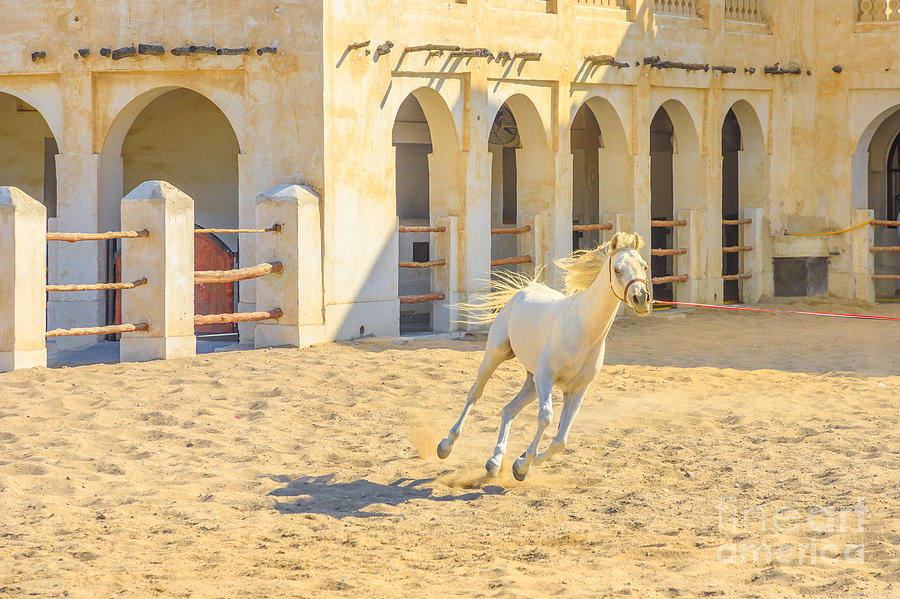 Arabian horse runs Doha Photograph by Benny Marty