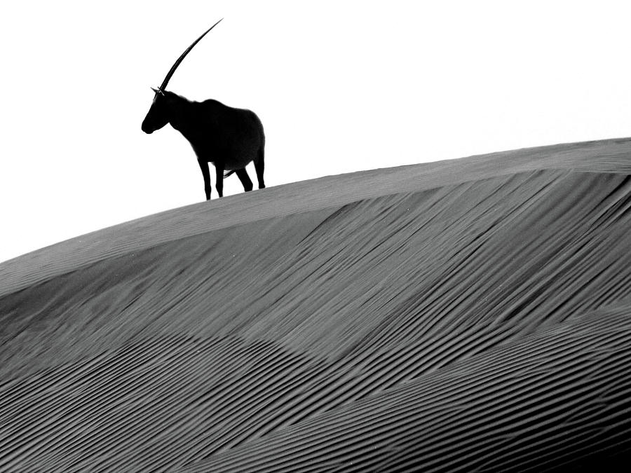 Arabian Oryx And The Myth Of The Unicorn Photograph by Joe & Clair Carnegie / Libyan Soup