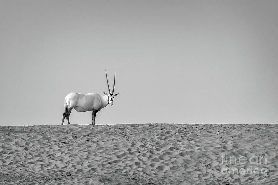 Arabian Oryx Photograph by Delphimages Photo Creations