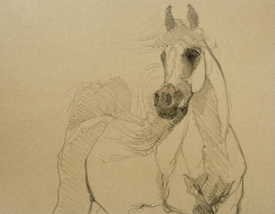 Arabian Stallion Drawing by Jani Freimann