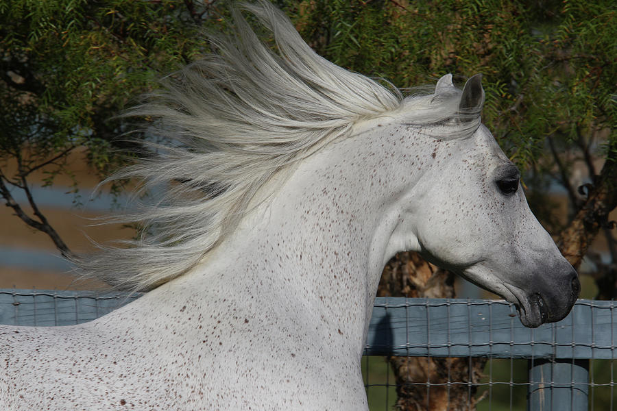 Animal Photograph - Arabians 004 by Bob Langrish