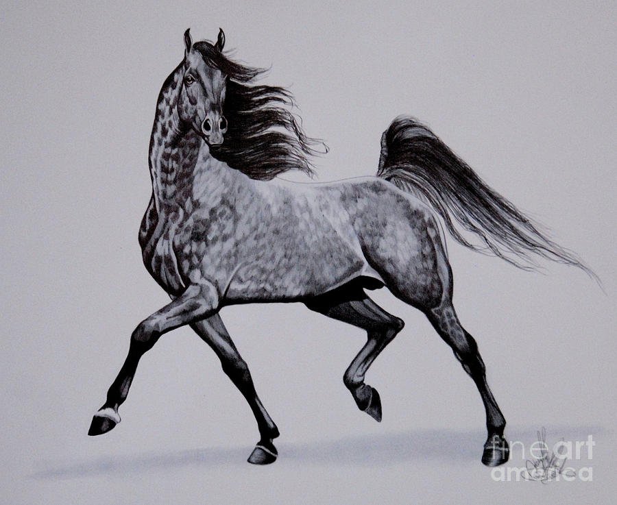 Horse Drawing - Arabians are Beautiful by Cheryl Poland