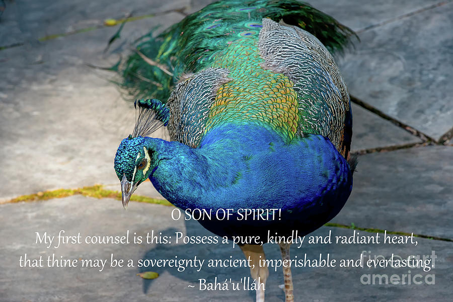 Peacock Photograph - Arabic Hidden Word, No. 2 by Bahai Writings As Art