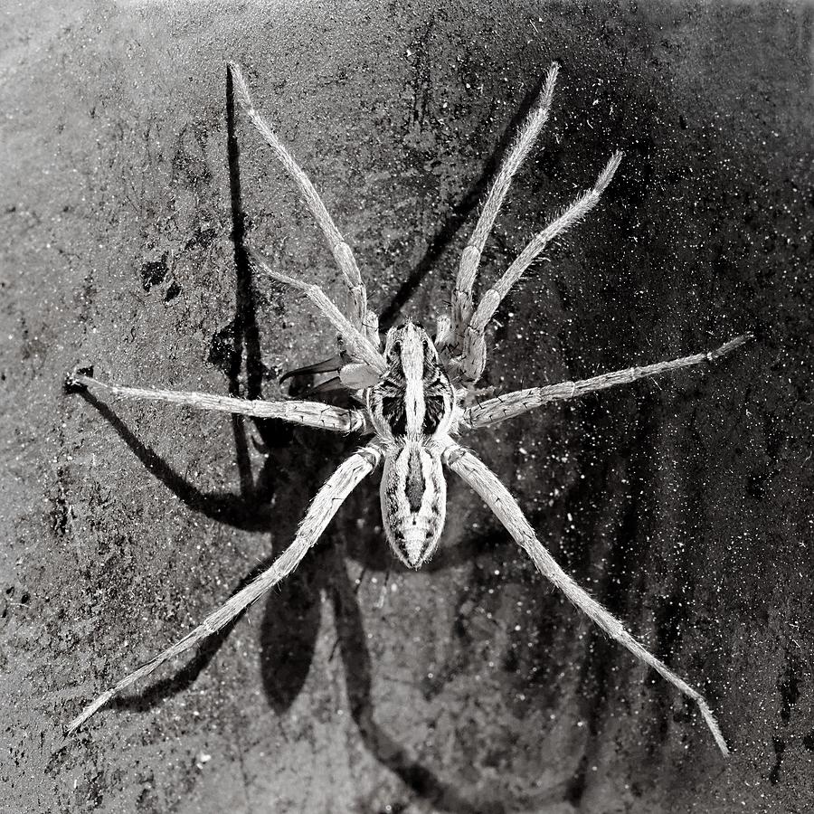  Arachnophobia - Wolf Spider Photograph by KJ Swan