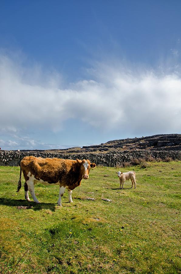 Aran Island Cows Photograph by Michelle Mcmahon