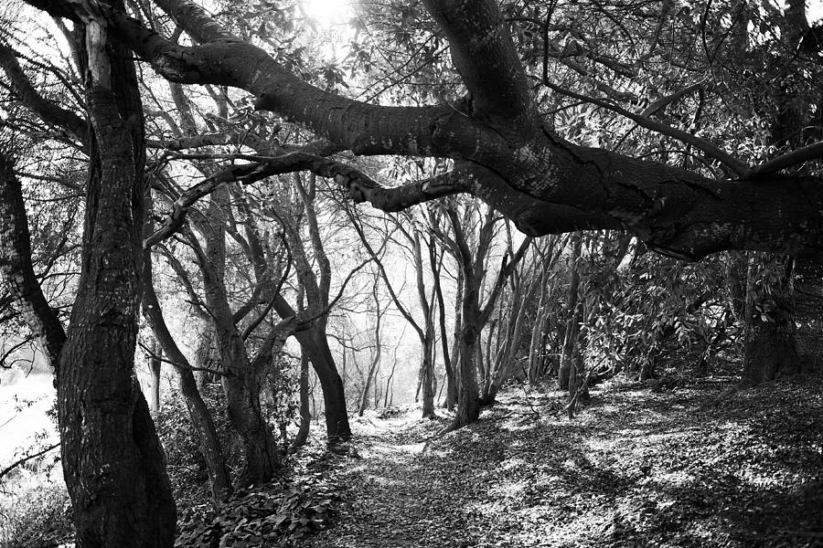 Arana Gulch Santa Cruz Photograph by Gary Dance Pixels