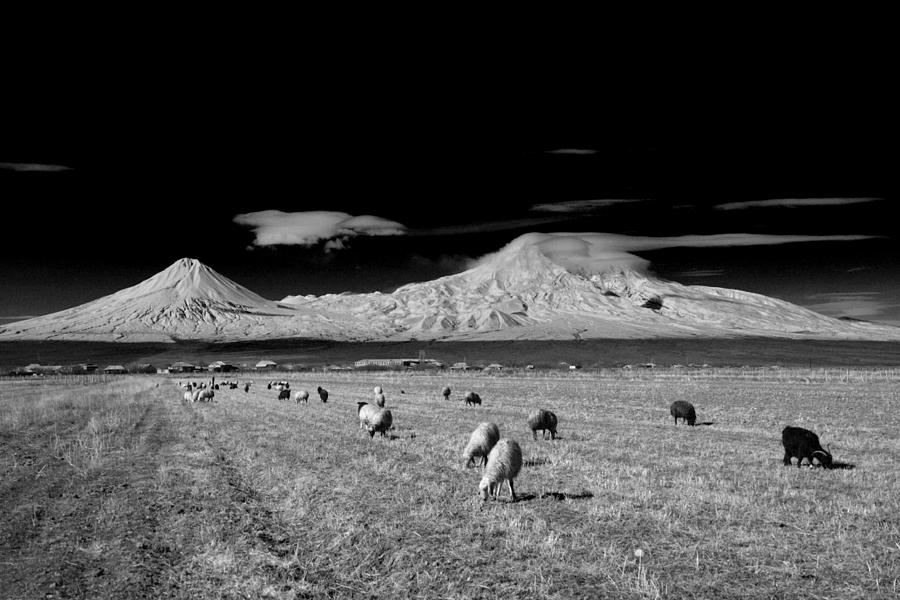 Sheep Photograph - Ararat Mountain by Suren Manvelyan