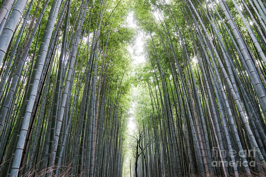 Arashiyama Bamboo Forest, Kyoto, Japan Photograph by 